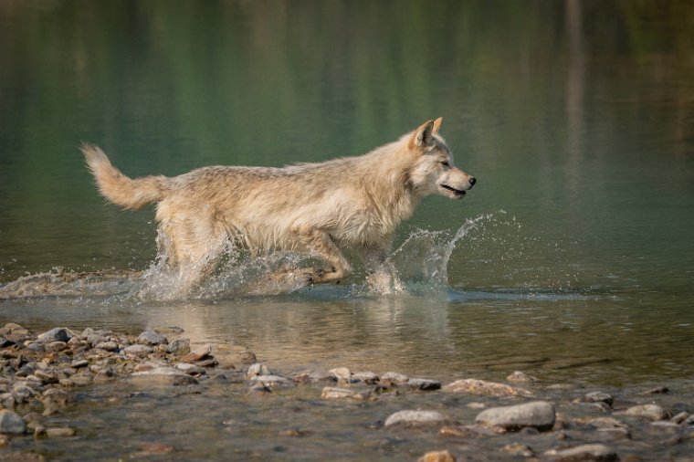 163 Canada, Golden, Northern Lights Wildlife Wolf Center.jpg